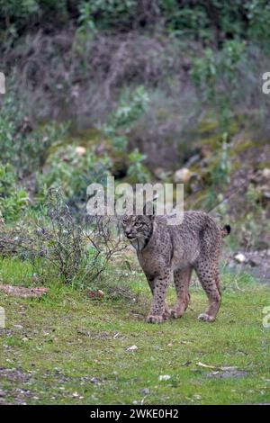 Wunderschönes vertikales Foto eines iberischen Luchses auf dem Gras, der seitlich in einem Wald der Sierra Morena in Jaen, Spanien, Europa schaut Stockfoto