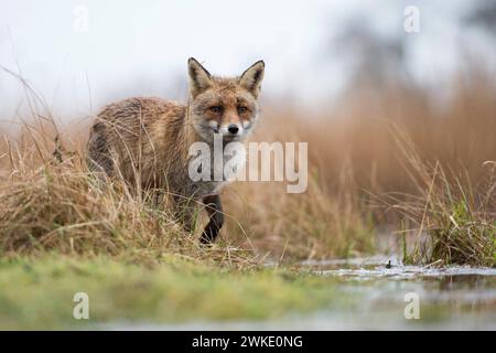 Fuchs / Rotfuchs Vulpes vulpes am Rande eines Gewässers, jagt im Sumpfgebiet, beobachtet aufmerksam, beeindruckende tiefe Aufnahmeperspektive, aus Froschperspektive, heimische Tierwelt, Tierwelt, Europa. *** Rotfuchs Vulpes vulpes am Rande eines Gewässers, jagen im Sumpfgebiet, beobachten aufmerksam, beeindruckend niedrige Sicht, Tierwelt, Europa. Niederlande, Westeuropa Stockfoto