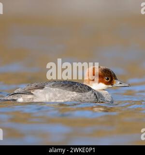 Zwergsäger Mergellus albellus , Weibchen, schwimmt bei herrlcihem, klarem Wetter in eiskaltem, offenem Wasser, auf dem sich das Blau des Himmels spiegelt, Seltener Wintergast, heimische Vogelwelt, Wildtiere, Deutschland. *** SMEW Mergellus albellus schwimmt auf eiskaltem offenem Wasser, Wintergast, Wildtiere, Deutschland. Nordrhein-Westfalen Deutschland, Westeuropa Stockfoto