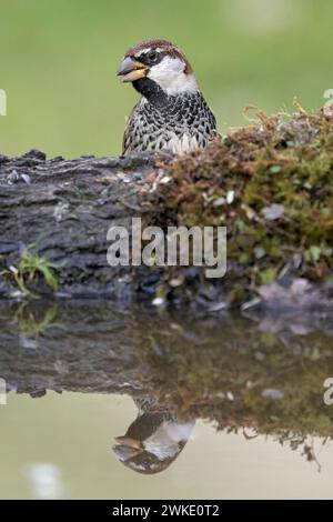 Wunderschönes vertikales Porträt eines Spatzes und seine Reflexion in einer Wasserpfütze in der Nähe von Cordoba, Andalusien, Spanien Stockfoto