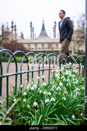 Brighton UK 20. Februar 2024 - Schneeglöckchen in voller Blüte rund um die Royal Pavilion Gardens von Brighton an einem langweiligen Tag, an dem man glaubt, dass die Dreharbeiten der Netflix-Serie 2 von The Sandman stattgefunden haben. : Credit Simon Dack / Alamy Live News Stockfoto