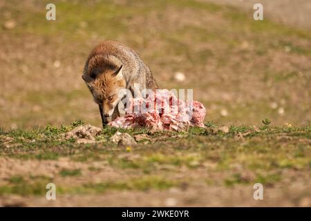 Wunderschönes Nahporträt eines Fuchs, der ein Stück Fleisch auf dem Boden in der sierra de andujar, andalusien, schnüffelt Stockfoto