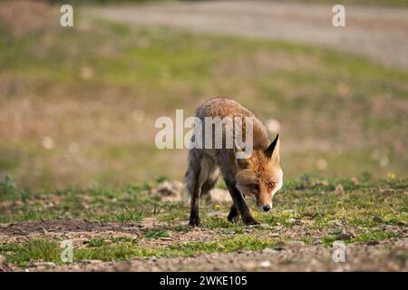 Wunderschöner Fuchs schnüffelt das Gras auf der Suche nach Fleisch, während er heimlich durch den Naturpark sierra de andujar in andalusien, spanien, spaziert Stockfoto