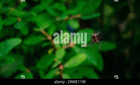 Zartes Netz mit einer Spinne zwischen grünen Blättern. Makrocharakter aus nächster Nähe. Der Hintergrund. Stockfoto