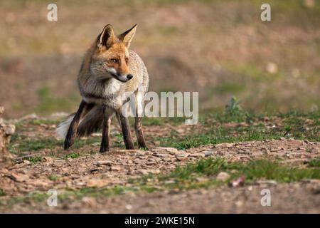 Wunderschönes Porträt eines gewöhnlichen Fuchs, der auf dem Gras und der Erde unterwegs ist und im Naturpark der sierra de andujar etwas zu essen sucht Stockfoto