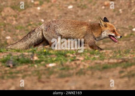 Wunderschönes Porträt eines Exemplars von Fuchs zieht glücklich durch den Wald im Naturpark Sierra de Andujar in Andalusien, Spanien Stockfoto