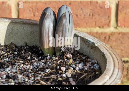 Die Zwiebeln einer persischen Lilie, Fritillaria persica, wachsen in einem Topf und brechen im Februar durch den Boden. Stockfoto