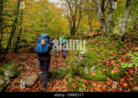 Bosque de Bordes, Valle de Valier - Riberot - Regionale, Parque Natural de Los Pirineos de Ariège, Cordillera de Los Pirineos, Francia. Stockfoto