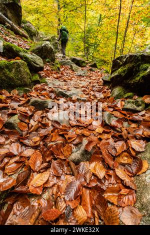 Bosque de Bordes, Valle de Valier - Riberot - Regionale, Parque Natural de Los Pirineos de Ariège, Cordillera de Los Pirineos, Francia. Stockfoto