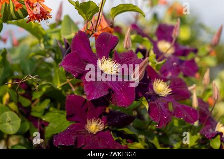 Die üppige Clematis Niobe in dunkelviolettem Violett mit einer großen Blume im Garten. Stockfoto