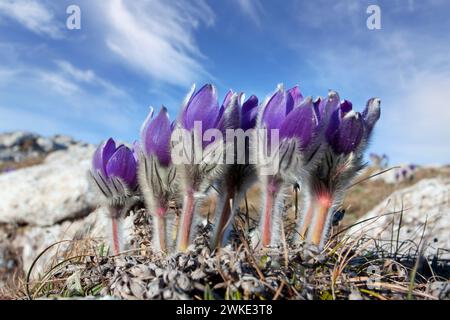Schöne wilde Pasque-Blumen in den Frühlingsbergen Stockfoto