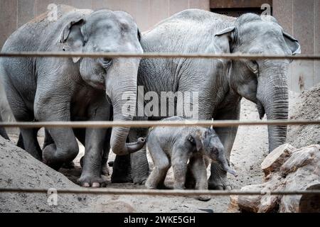 Ein neues Elefantenbaby im ZOO von Kopenhagen, Dänemark, Dienstag, 20. Februar 2024. In der Nacht auf Dienstag wurde ein Elefantenbaby im Kopenhagener Zoo geboren. Die Mutter ist die 16-jährige Maha Kumari und der Vatername ist Fahim. Die Geburt des kleinen Jungen verlief natürlich mit dem ganzen Rudel als Helfer. Ein Elefant ist 22 Monate lang schwanger, was der längste im Tierreich ist. Ein neugeborener Elefant wiegt bei der Geburt 70-90 kg Stockfoto