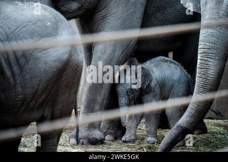 Ein neues Elefantenbaby im ZOO von Kopenhagen, Dänemark, Dienstag, 20. Februar 2024. In der Nacht auf Dienstag wurde ein Elefantenbaby im Kopenhagener Zoo geboren. Die Mutter ist die 16-jährige Maha Kumari und der Vatername ist Fahim. Die Geburt des kleinen Jungen verlief natürlich mit dem ganzen Rudel als Helfer. Ein Elefant ist 22 Monate lang schwanger, was der längste im Tierreich ist. Ein neugeborener Elefant wiegt bei der Geburt 70-90 kg Stockfoto