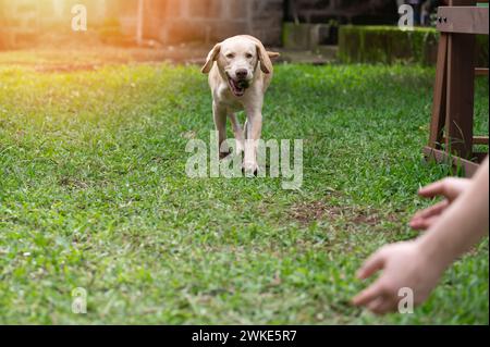 Labrador Hund bringt Tennisball in die Hände des Besitzers Stockfoto