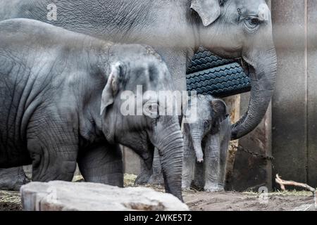 Ein neues Elefantenbaby im ZOO von Kopenhagen, Dänemark, Dienstag, 20. Februar 2024. In der Nacht auf Dienstag wurde ein Elefantenbaby im Kopenhagener Zoo geboren. Die Mutter ist die 16-jährige Maha Kumari und der Vatername ist Fahim. Die Geburt des kleinen Jungen verlief natürlich mit dem ganzen Rudel als Helfer. Ein Elefant ist 22 Monate lang schwanger, was der längste im Tierreich ist. Ein neugeborener Elefant wiegt bei der Geburt 70-90 kg Stockfoto