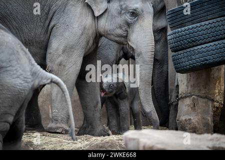 Ein neues Elefantenbaby im ZOO von Kopenhagen, Dänemark, Dienstag, 20. Februar 2024. In der Nacht auf Dienstag wurde ein Elefantenbaby im Kopenhagener Zoo geboren. Die Mutter ist die 16-jährige Maha Kumari und der Vatername ist Fahim. Die Geburt des kleinen Jungen verlief natürlich mit dem ganzen Rudel als Helfer. Ein Elefant ist 22 Monate lang schwanger, was der längste im Tierreich ist. Ein neugeborener Elefant wiegt bei der Geburt 70-90 kg Stockfoto