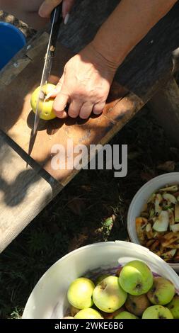 Weibliche Hände einer erwachsenen Person, die reife gelb-grüne Äpfel auf einem Holzbrett mit einem Küchenmesser im Garten an einem sonnigen Tag schneidet Stockfoto