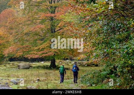 Bosque de Bordes, Valle de Valier - Riberot - Regionale, Parque Natural de Los Pirineos de Ariège, Cordillera de Los Pirineos, Francia. Stockfoto