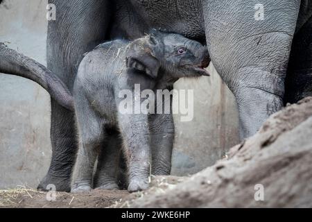 Ein neues Elefantenbaby im ZOO von Kopenhagen, Dänemark, Dienstag, 20. Februar 2024. In der Nacht auf Dienstag wurde ein Elefantenbaby im Kopenhagener Zoo geboren. Die Mutter ist die 16-jährige Maha Kumari und der Vatername ist Fahim. Die Geburt des kleinen Jungen verlief natürlich mit dem ganzen Rudel als Helfer. Ein Elefant ist 22 Monate lang schwanger, was der längste im Tierreich ist. Ein neugeborener Elefant wiegt bei der Geburt 70-90 kg Stockfoto