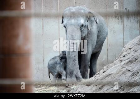 Ein neues Elefantenbaby im ZOO von Kopenhagen, Dänemark, Dienstag, 20. Februar 2024. In der Nacht auf Dienstag wurde ein Elefantenbaby im Kopenhagener Zoo geboren. Die Mutter ist die 16-jährige Maha Kumari und der Vatername ist Fahim. Die Geburt des kleinen Jungen verlief natürlich mit dem ganzen Rudel als Helfer. Ein Elefant ist 22 Monate lang schwanger, was der längste im Tierreich ist. Ein neugeborener Elefant wiegt bei der Geburt 70-90 kg Stockfoto