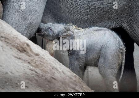 Ein neues Elefantenbaby im ZOO von Kopenhagen, Dänemark, Dienstag, 20. Februar 2024. In der Nacht auf Dienstag wurde ein Elefantenbaby im Kopenhagener Zoo geboren. Die Mutter ist die 16-jährige Maha Kumari und der Vatername ist Fahim. Die Geburt des kleinen Jungen verlief natürlich mit dem ganzen Rudel als Helfer. Ein Elefant ist 22 Monate lang schwanger, was der längste im Tierreich ist. Ein neugeborener Elefant wiegt bei der Geburt 70-90 kg Stockfoto