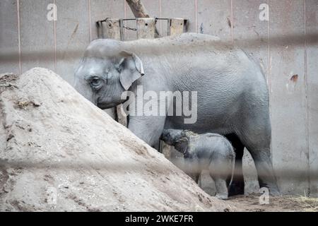 Ein neues Elefantenbaby im ZOO von Kopenhagen, Dänemark, Dienstag, 20. Februar 2024. In der Nacht auf Dienstag wurde ein Elefantenbaby im Kopenhagener Zoo geboren. Die Mutter ist die 16-jährige Maha Kumari und der Vatername ist Fahim. Die Geburt des kleinen Jungen verlief natürlich mit dem ganzen Rudel als Helfer. Ein Elefant ist 22 Monate lang schwanger, was der längste im Tierreich ist. Ein neugeborener Elefant wiegt bei der Geburt 70-90 kg Stockfoto