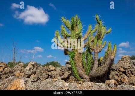 Chumbera, Es Ravellar, Campos, Mallorca, Balearen, Spanien. Stockfoto