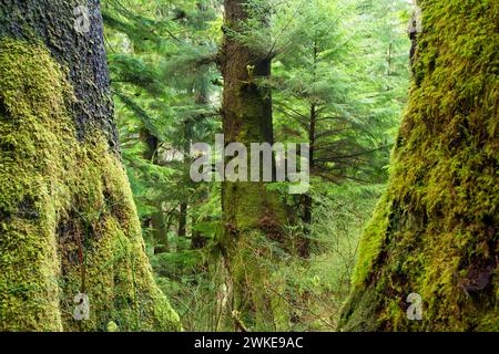 Alte Sitka Fichte Trunks entlang Harts Cove Trail, Neskowin Crest Forschung Naturraum, siuslaw National Forest, Oregon Stockfoto