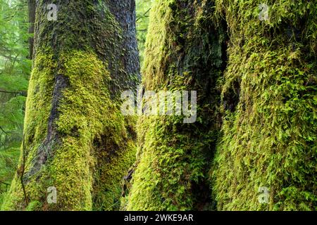 Alte Sitka Fichte Trunks entlang Harts Cove Trail, Neskowin Crest Forschung Naturraum, siuslaw National Forest, Oregon Stockfoto