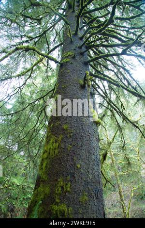 Alte Sitka entlang Harts Cove Trail, Neskowin Crest Forschung Naturraum, siuslaw National Forest, Oregon Fichte Stockfoto