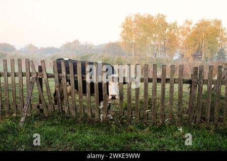 Eine schwarze Kuh mit weißem Maul steht früh am Morgen an einem Holzzaun auf dem grünen Gras. Im Hintergrund ist leichter Nebel. Stockfoto