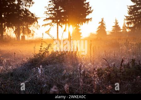 Morgenlandschaft. Feld im Dorf mit Gras. Auf dem Gras ist ein Netz. Die Sonne wird von hinten beleuchtet. Auf dem Feld liegt Morgennebel. Kalter Herbst am Morgen Stockfoto