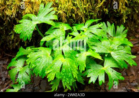 Huflattich, Nestucca River State Scenic Wasserstraße, Nestucca River National Back Country Byway, Oregon Stockfoto