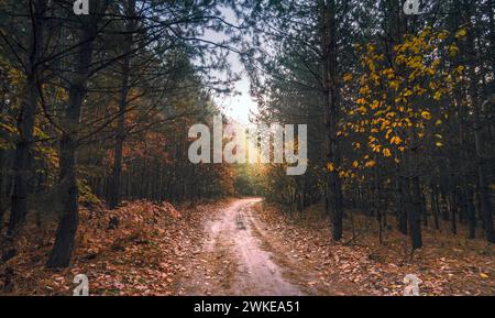 Herbstmorgen in einem wunderschönen Wald bei Sonnenaufgang. Im Wald gibt es einen sandigen Weg, der sanft nach rechts abbiegt und von der Sonne beleuchtet wird. Stockfoto