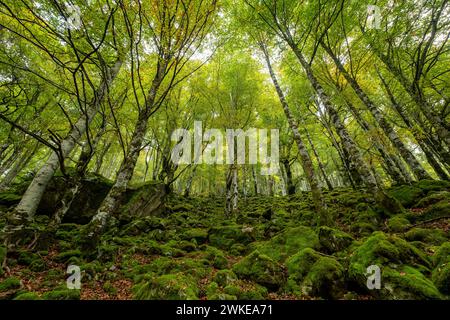 Bosque de Bordes, Valle de Valier - Riberot - Regionale, Parque Natural de Los Pirineos de Ariège, Cordillera de Los Pirineos, Francia. Stockfoto