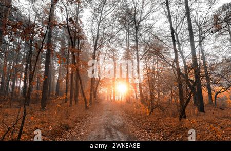 Herbstmorgen in einem wunderschönen Wald bei Sonnenaufgang. Es gibt einen sandigen, gewundenen Pfad im Wald Stockfoto