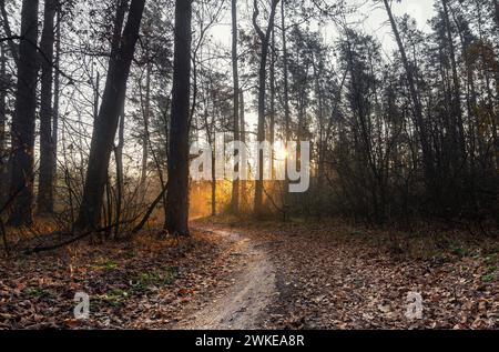 Herbstmorgen in einem wunderschönen Wald bei Sonnenaufgang. Im Wald gibt es einen sandigen Weg, der sanft nach rechts abbiegt und von der Sonne beleuchtet wird. Stockfoto