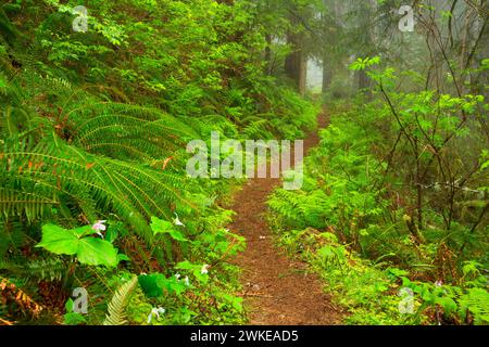 Harris Ranch Trail, Drift Creek Wilderness Siuslaw National Forest, Oregon Stockfoto