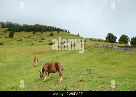 Prat dAguilo, sierra del Cadí, Parque Natural del Cadí-Moixeró , cordillera de los Pirineos, Lleida, Spanien. Stockfoto