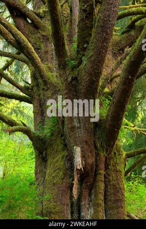 Sitka-fichte (Picea sitchensis), Lincoln County, Oregon Stockfoto