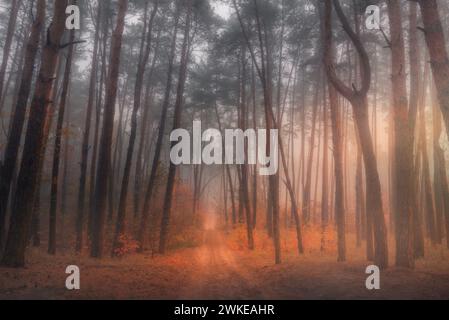 Ein fabelhafter Herbstwald im Nebel. Mystikalität. Stockfoto