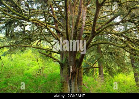 Sitka-fichte (Picea sitchensis), Lincoln County, Oregon Stockfoto