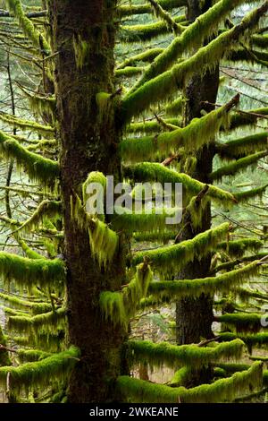 Sitka-Fichte (Picea Sitchensis) entlang Pionier Indian Trail, Siuslaw National Forest, Oregon Stockfoto