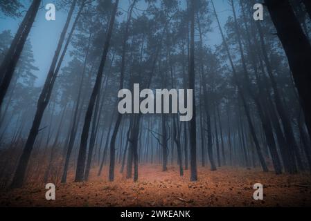 Mystisch schöner Wald mit hohen Bäumen am nebligen Herbstmorgen. Gruselige Atmosphäre. Feenlandschaft im nebeligen dunklen Wald. Gruseliger Wald. Stockfoto