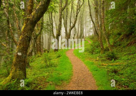 Cascade Kopf Trail, Cascade Kopf zu bewahren, Oregon Stockfoto