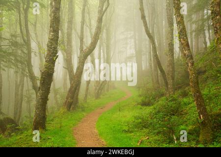 Cascade Kopf Trail, Cascade Kopf zu bewahren, Oregon Stockfoto