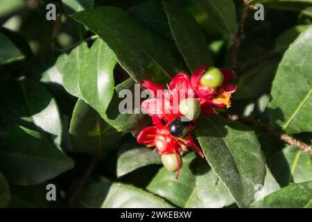 Ochna serrulata oder Kleinblättrige oder Karnevalsvogel Ochna-Vogelaugenstrauch oder Mickey-Maus-Pflanze oder Mickey-Maus-Busch Stockfoto