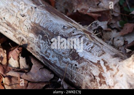 Interessante Rindenkäfer-Markierungen an einem umgestürzten Baum im Wald Stockfoto