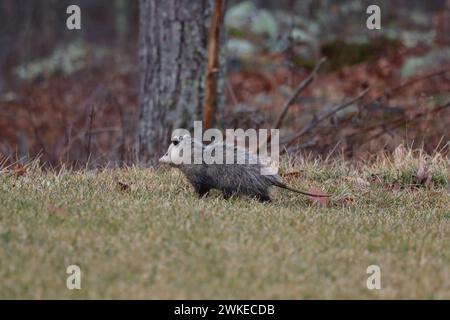 Ein Opossum, der über einen Rasen in den Wald läuft Stockfoto