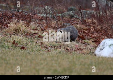 Ein Opossum auf Nahrungssuche Stockfoto